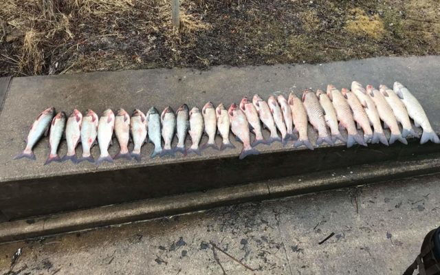 More than 50 invasive carp captured on Mississippi River