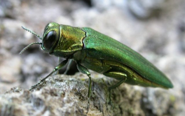 Emerald Ash Borer discovered in Blue Earth County