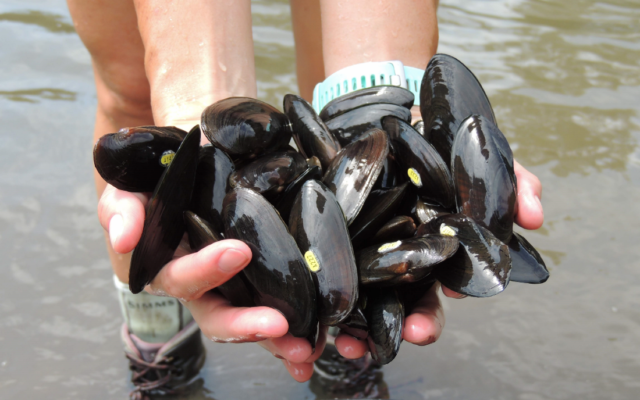 Friends of Jay C. Hormel Nature Center will be receiving a $5,000 grant to survey Dobbins Creek in August for the past and present existence of mussels