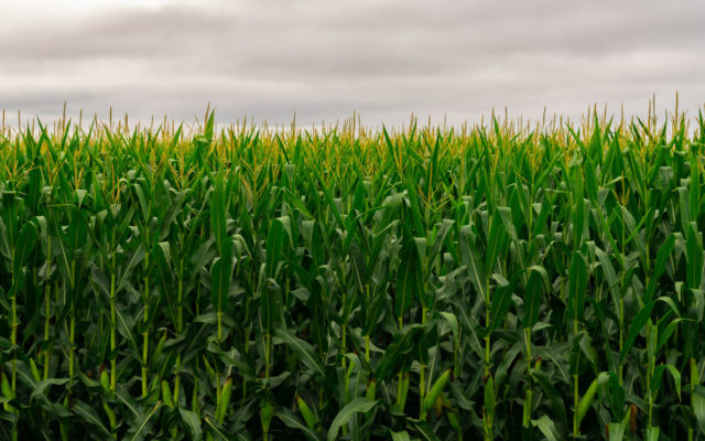 Mower County in top five for corn for grain production and average yield for 2022