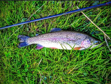 Minnesota DNR to stock rainbow trout at Todd Park in Wolf Creek this spring