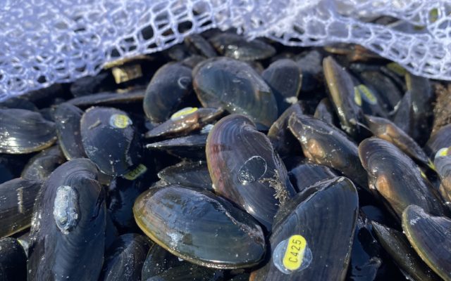 Minnesota DNR transplants more mussels into Cedar River