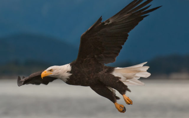 Authorities seek information in illegal dumping of bald eagle feet