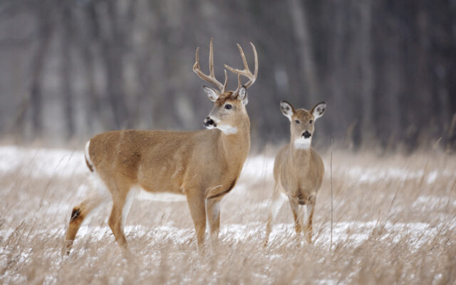 Researchers believe deer in Iowa are contracting COVID from humans