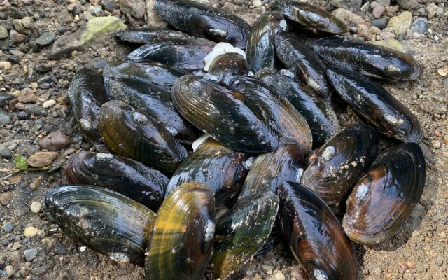 Cedar River’s mussels getting stronger