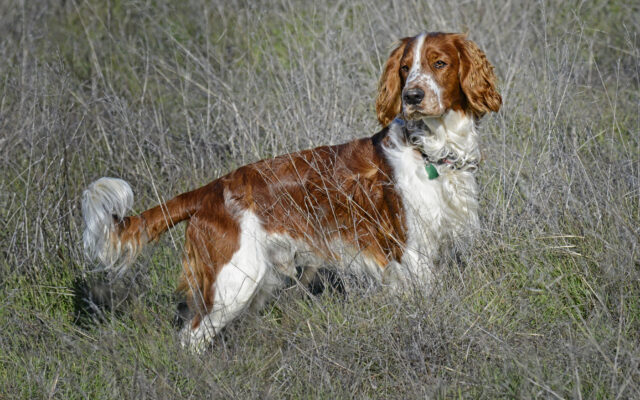 National Springer Spaniel Field Trials Are Coming To Austin