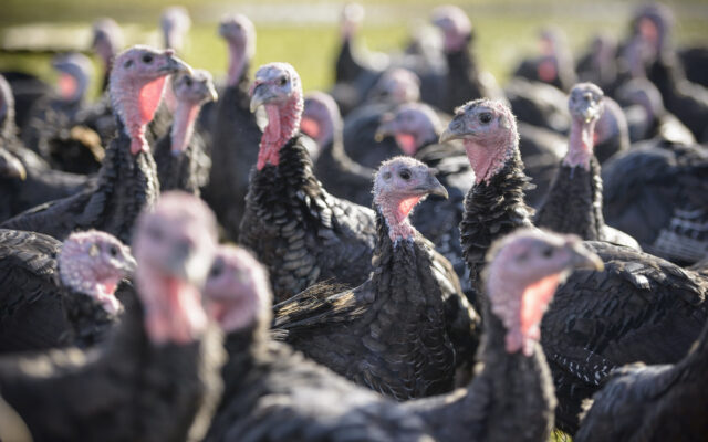 Turkey hunting licenses on sale March 1