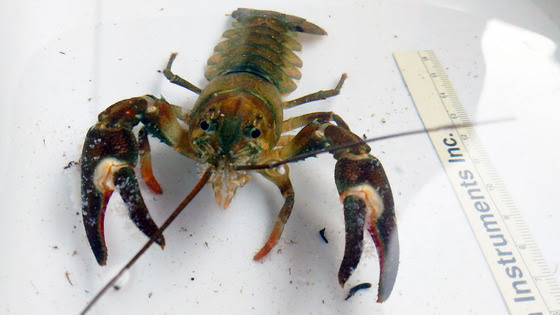 Invasive Signal Crayfish Found In Minnesota