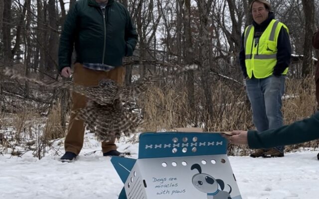 Barred Owl released at J.C. Hormel Nature Center Thursday