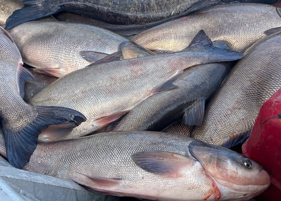 Commercial fishers, Minnesota DNR capture 83 invasive carp 